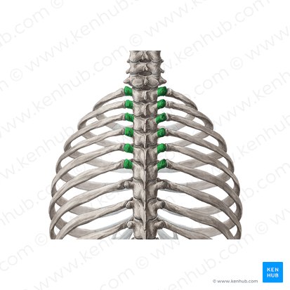 Transverse processes of vertebrae T1-T6 (Processus transversi vertebrarum T1-T6); Image: Yousun Koh