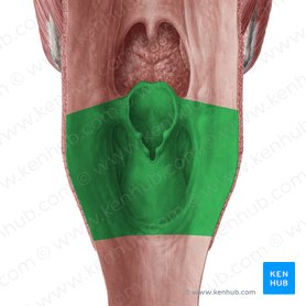 Laryngopharynx (Pars laryngea pharyngis); Image: Yousun Koh