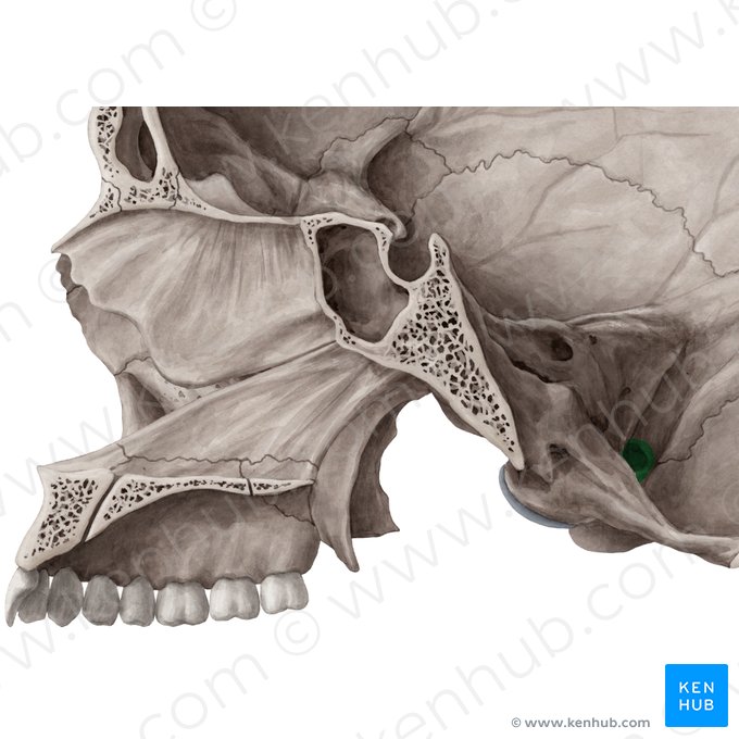 Foramen yugular (Foramen jugulare); Imagen: Yousun Koh