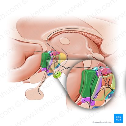 Preoptic area (Area preoptica); Image: Paul Kim