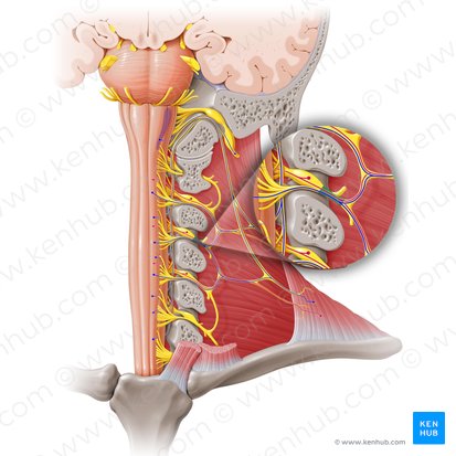 Nervio espinal C3 (Nervus spinalis C3); Imagen: Paul Kim