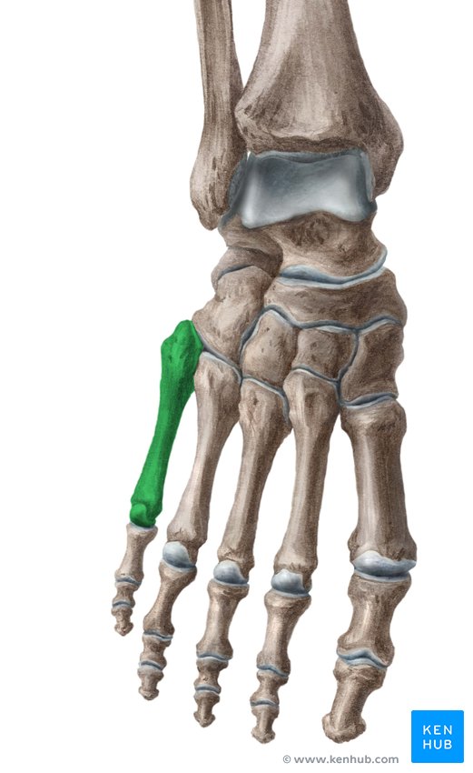 Fifth metatarsal bone - ventral view
