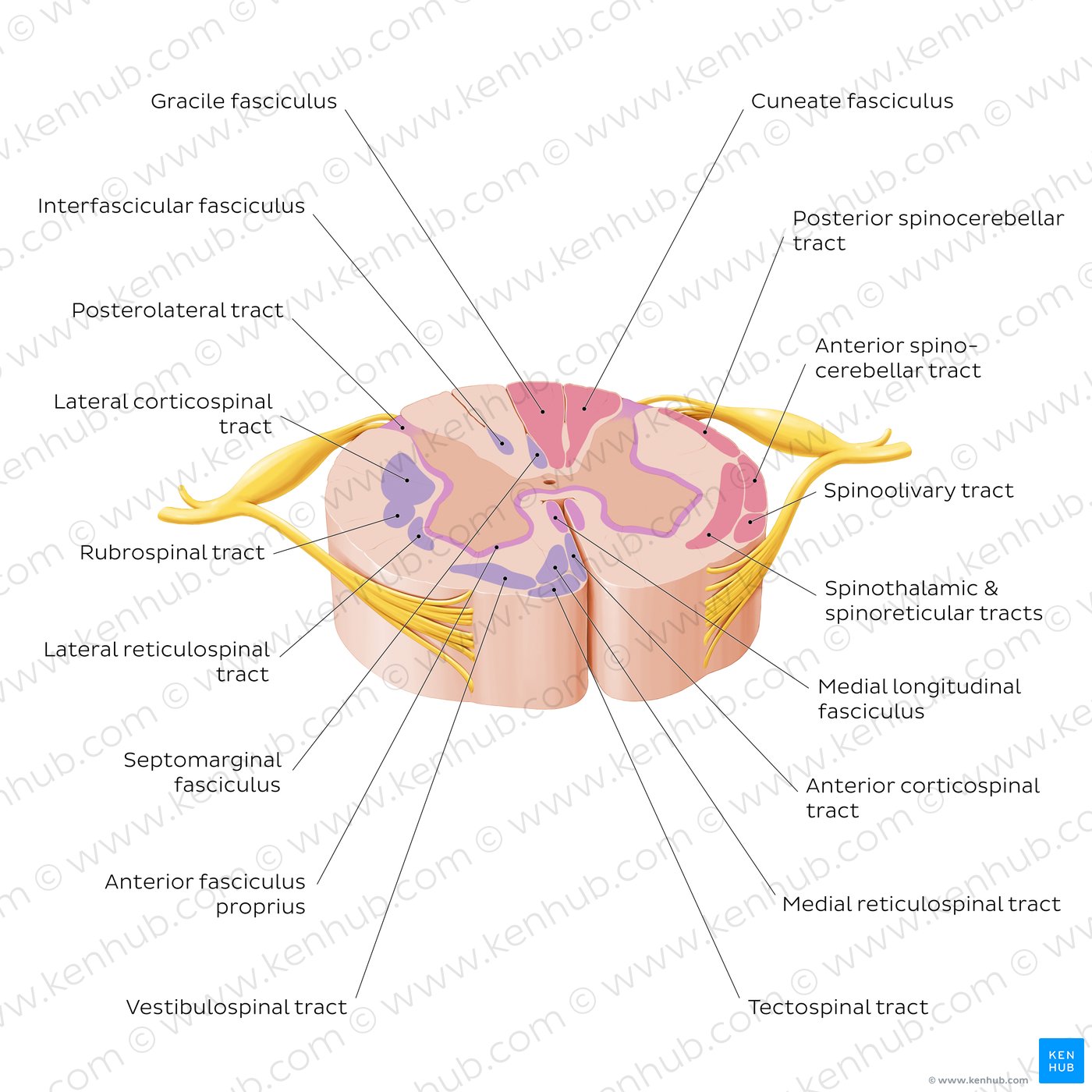 Spinal cord: Cross section (ascending and descending tracts)