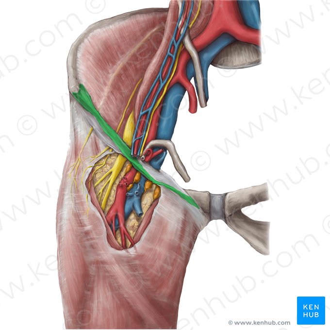 Ligamento inguinal (Ligamentum inguinale); Imagem: Hannah Ely