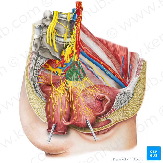 Plexo hipogástrico inferior esquerdo (Plexus hypogastricus inferior sinister); Imagem: Irina Münstermann