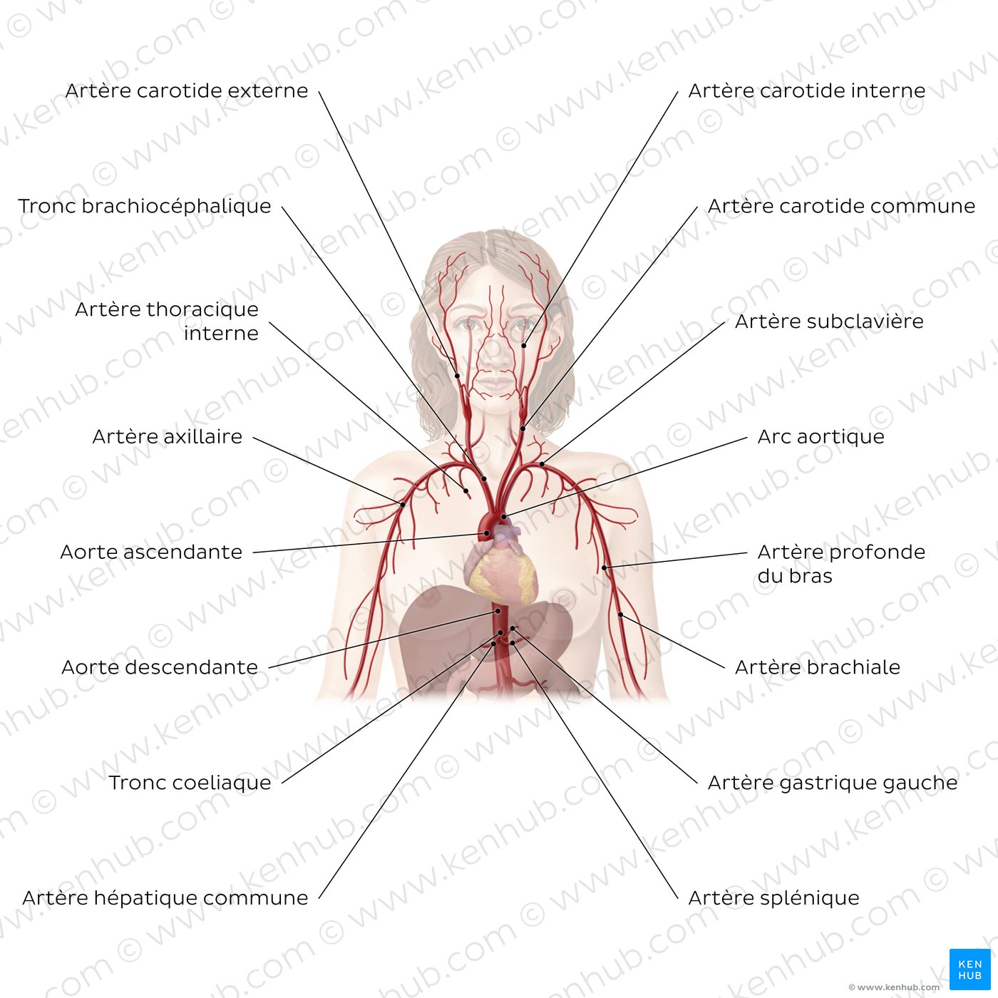 Système cardiovasculaire : Artères de la partie supérieure du corps