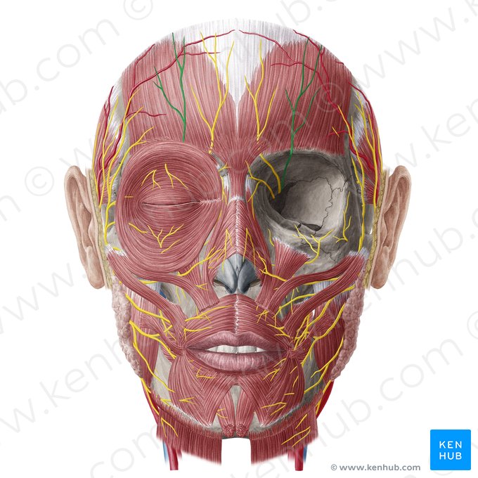 Supraorbital nerve (Nervus supraorbitalis); Image: Yousun Koh