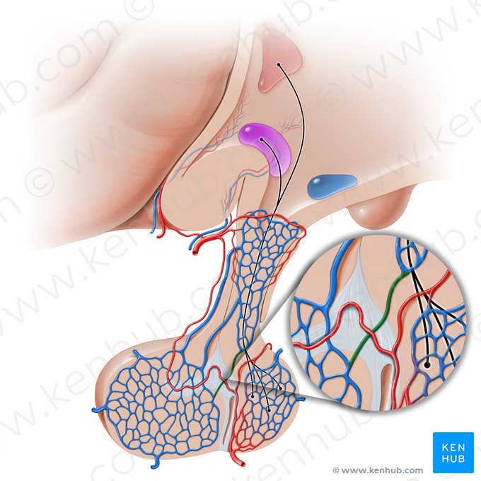 Veia porta-hipofisária curta (Vena portalis hypophysialis brevis); Imagem: Paul Kim