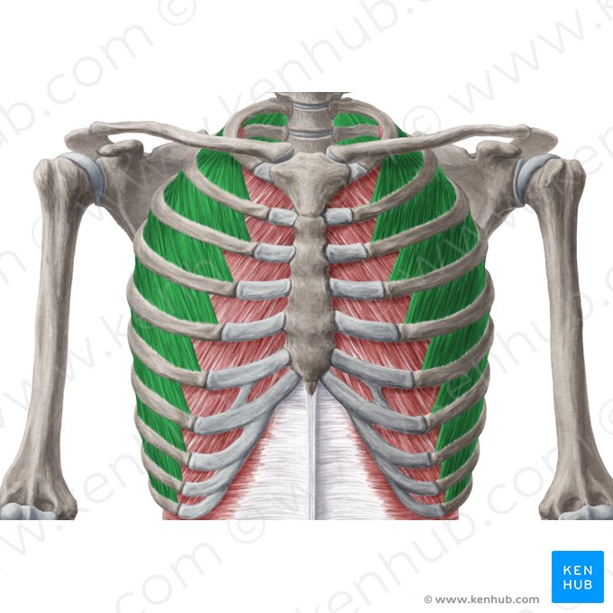 Músculos intercostales externos (Musculi intercostales externi); Imagen: Yousun Koh