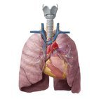 Drainage lymphatique des poumons