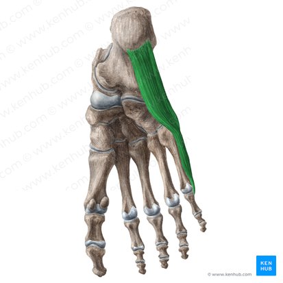 Músculo abductor del quinto dedo (Musculus abductor digiti minimi pedis); Imagen: Liene Znotina