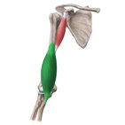 Brachialis muscle