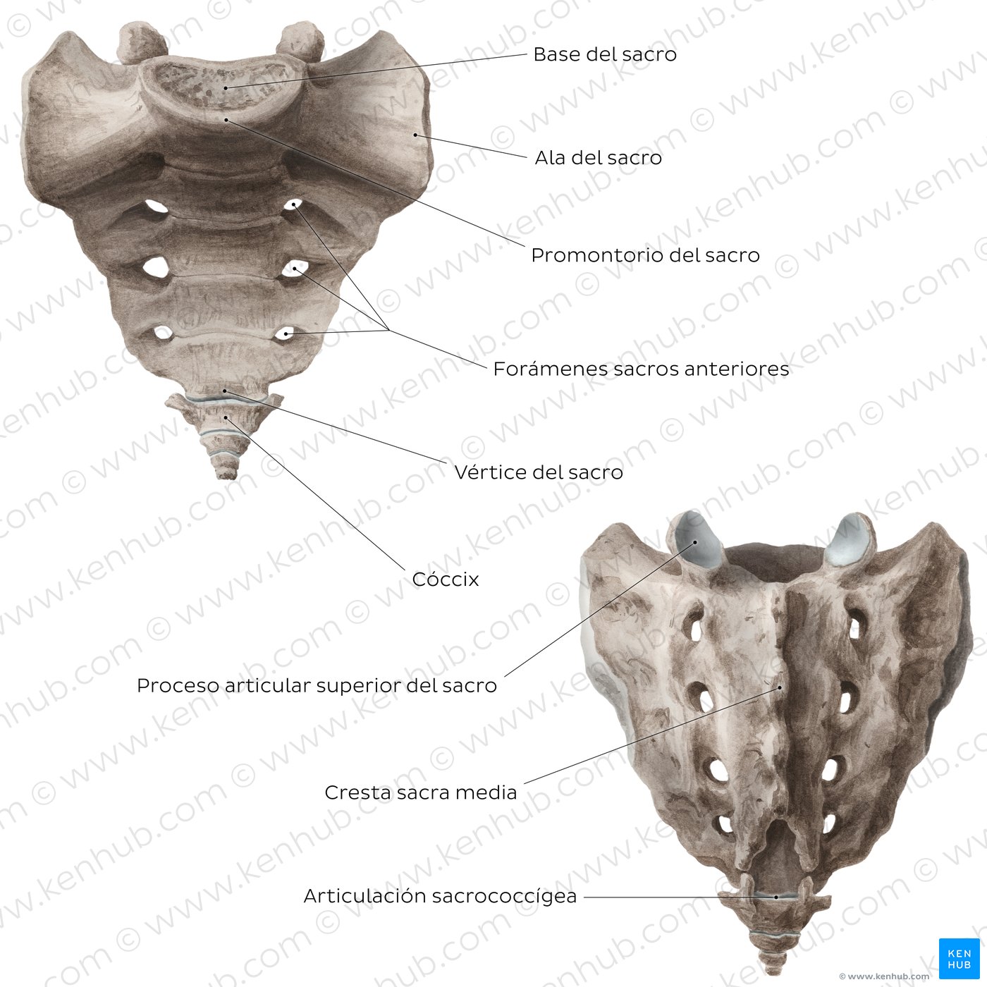 Anatomía del sacro y cóccix