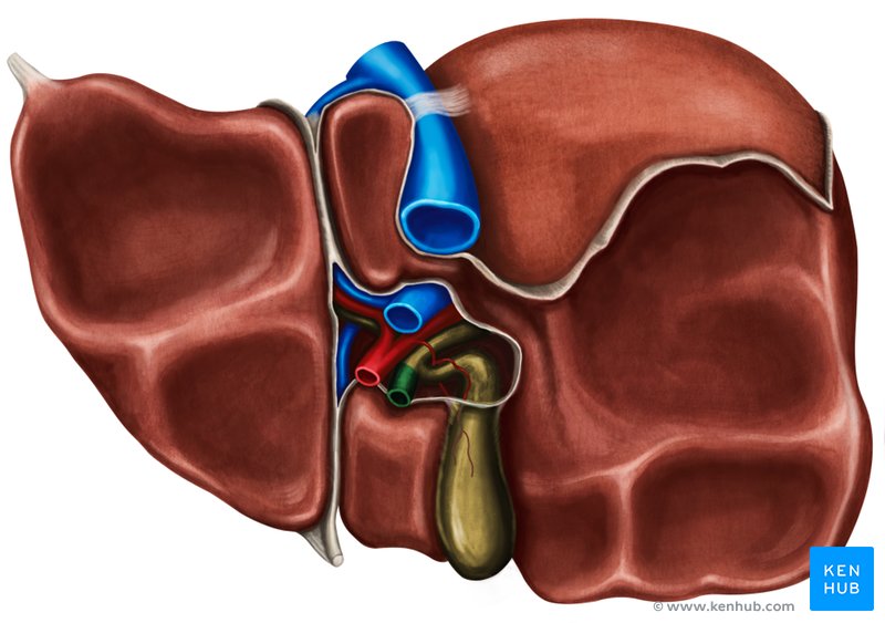 Common bile duct - caudal view