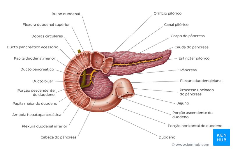 Ductos pancreáticos principais
