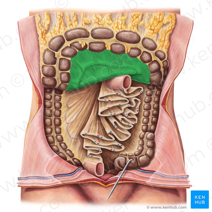 Mesocolon transverso (Mesocolon transversum); Imagen: Irina Münstermann