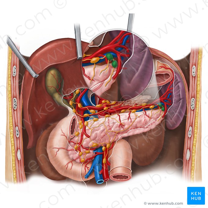 Splenic lymph nodes (Nodi lymphoidei splenici); Image: Esther Gollan