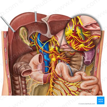 Left lesser thoracic splanchnic nerve (Nervus splanchnicus thoracicus minor sinister); Image: Irina Münstermann