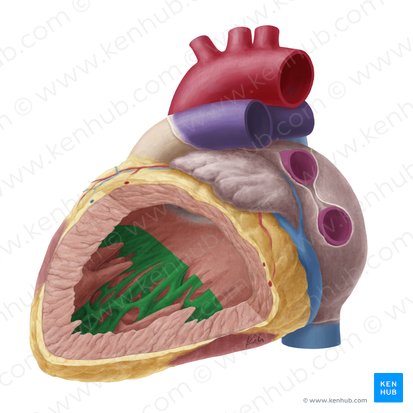 Trabeculae carneae of left ventricle (Trabeculae carneae ventriculi sinistri); Image: Yousun Koh