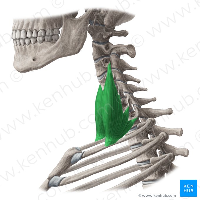 Músculo escaleno medio (Musculus scalenus medius); Imagen: Yousun Koh