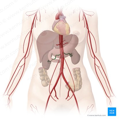 Artéria renal (Arteria renalis); Imagem: Begoña Rodriguez
