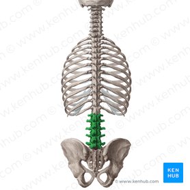 Lumbar vertebrae (Vertebrae lumbales); Image: Yousun Koh