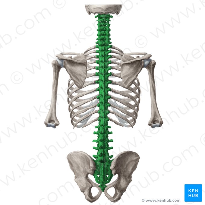 Columna vertebral (Columna vertebralis); Imagen: Yousun Koh