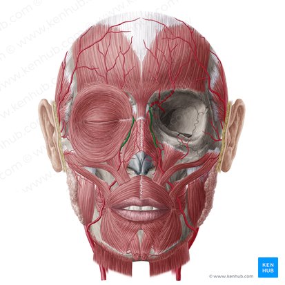 Angular artery (Arteria angularis); Image: Yousun Koh