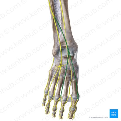 Medial dorsal cutaneous nerve of foot (Nervus cutaneus dorsalis medialis pedis); Image: Liene Znotina