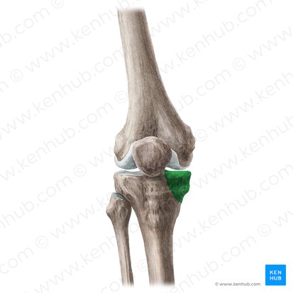 Medial condyle of tibia (Condylus medialis tibiae); Image: Liene Znotina