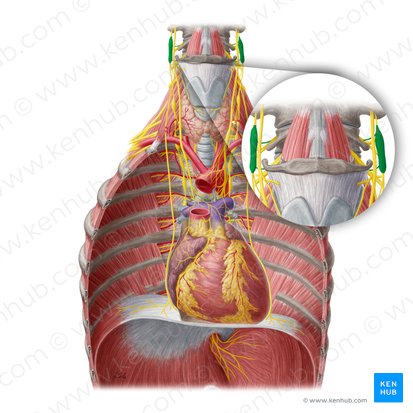 Superior cervical ganglion (Ganglion cervicale superius); Image: Yousun Koh