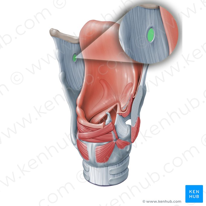 Foramen de la membrane thyrohyoïdienne (Apertura membranae thyrohyoideae); Image : Paul Kim