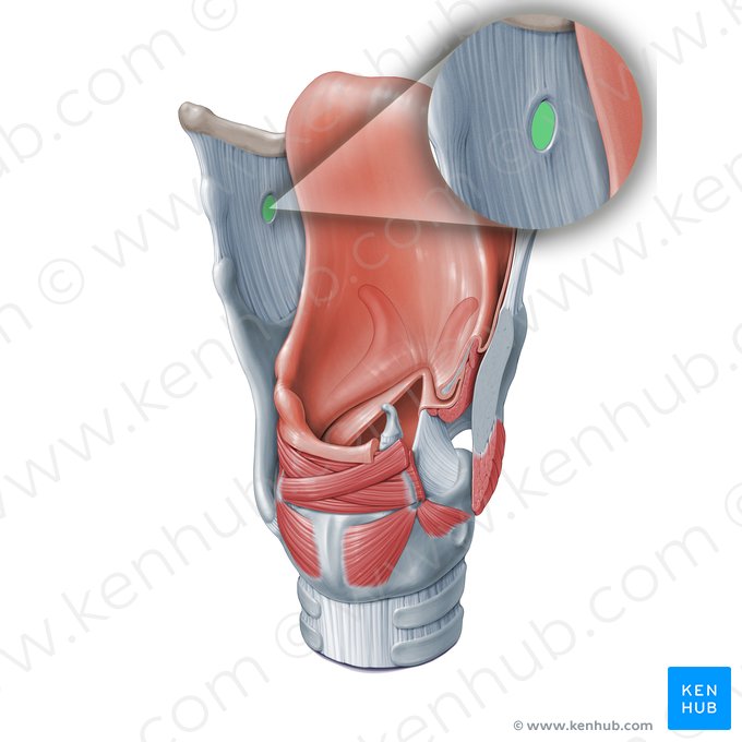 Orificio de la membrana tirohioidea (Apertura membranae thyrohyoideae); Imagen: Paul Kim