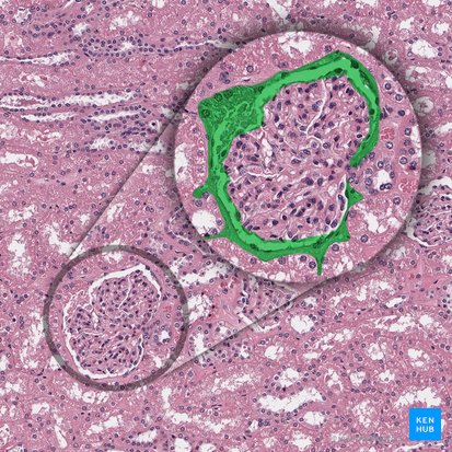 Capsula glomerularis (Bowman-Kapsel); Bild: 