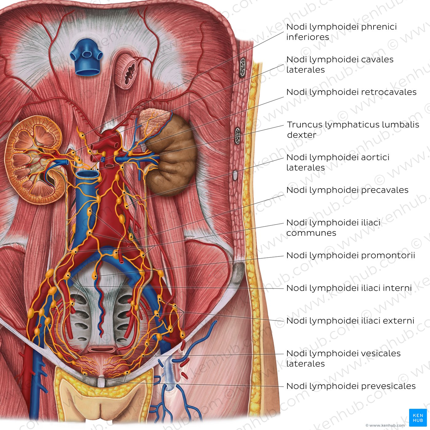 Lymphgefäße des Harnsystems