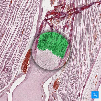 Osificación endocondral (Ossificatio endochondralis); Imagen: 