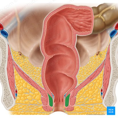 Internal anal sphincter (Musculus sphincter internus ani); Image: Samantha Zimmerman