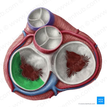 Posterior leaflet of left atrioventricular valve (Cuspis posterior valvae atrioventricularis sinistrae); Image: Yousun Koh