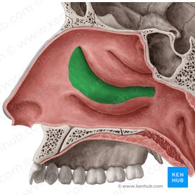 Middle nasal meatus (Meatus nasi medius); Image: Yousun Koh