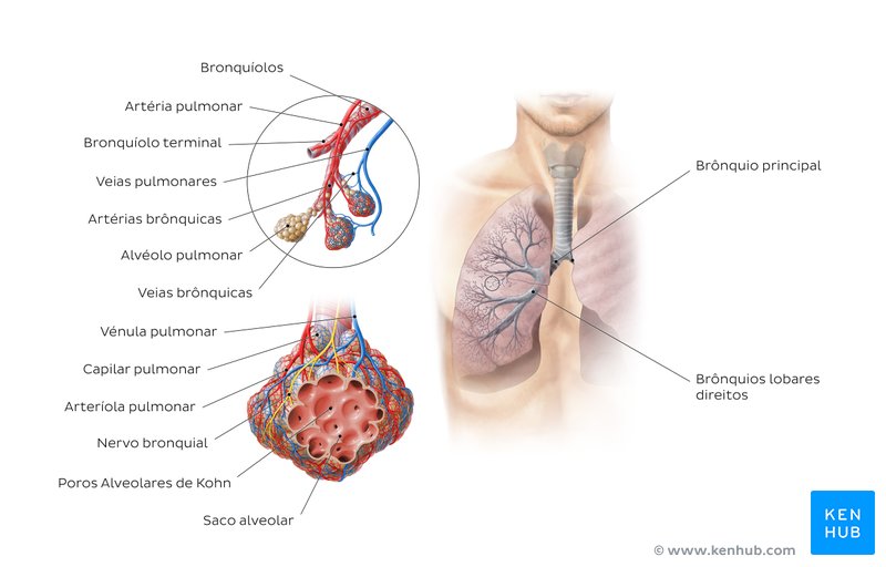 Sistema respiratório - visão geral