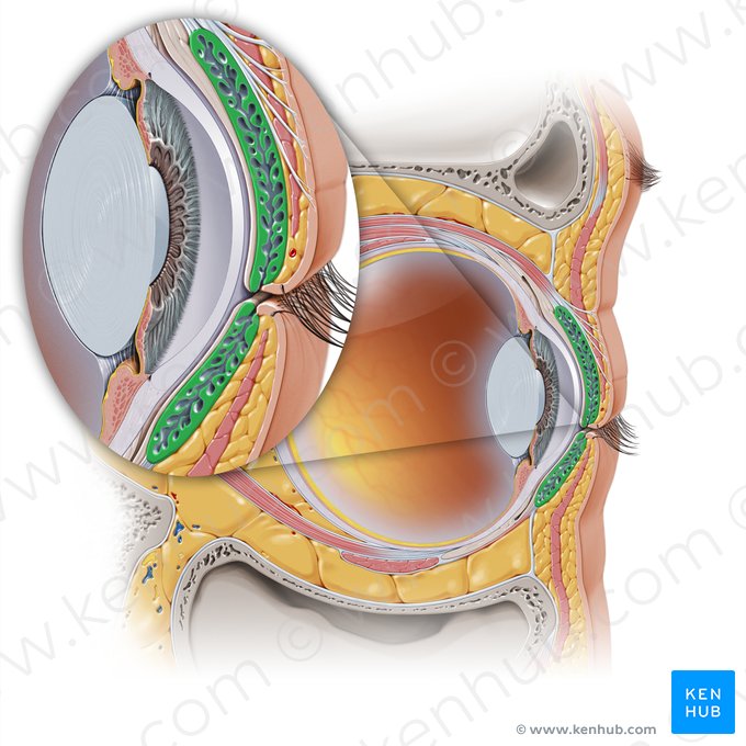 Placa tarsal (Tarsus); Imagem: Paul Kim