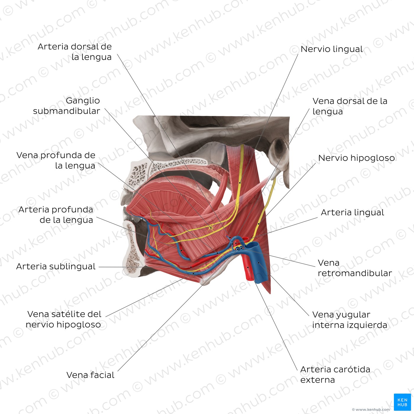 Vascularización e inervación de la lengua