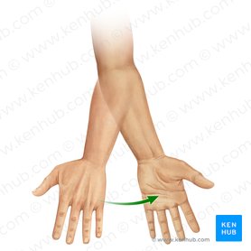 Types of movements in the human body | Kenhub