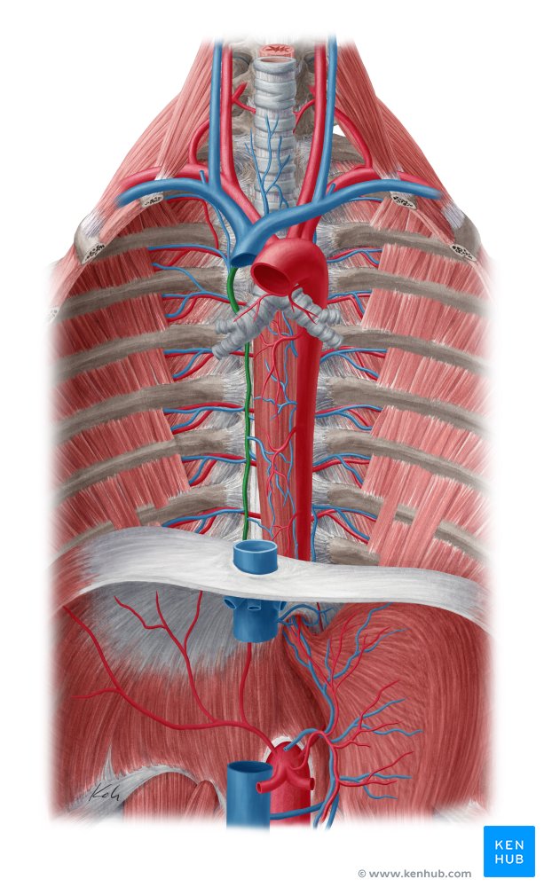 Azygous vein - ventral view