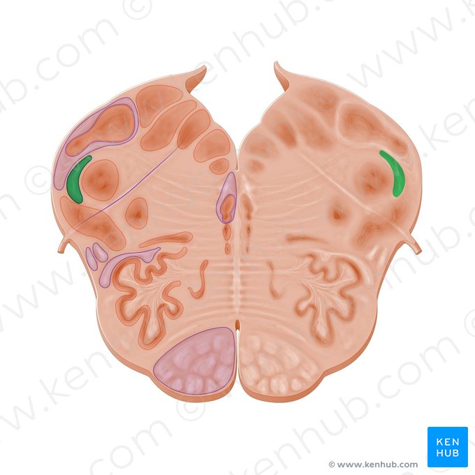 Tracto espinal del nervio trigémino (Tractus spinalis nervi trigemini); Imagen: Paul Kim