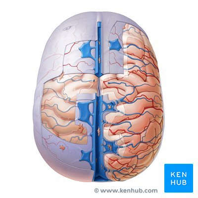 Meninges cranianas - vista superior