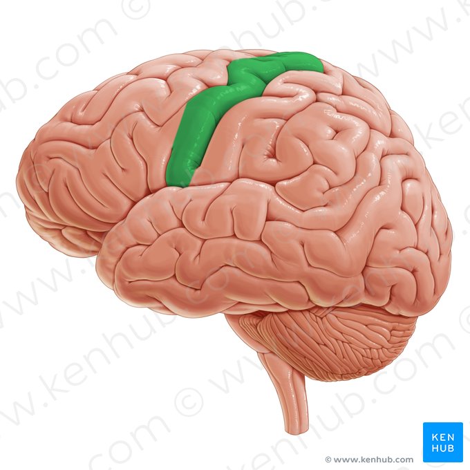Gyrus précentral (Gyrus precentralis); Image : Paul Kim