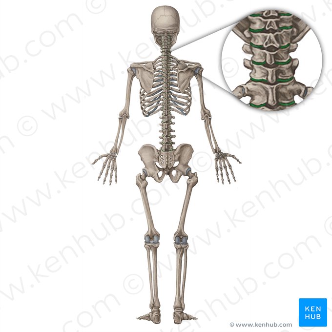 Zygapophyseal joint (Articulatio zygapophysialis); Image: Irina Münstermann