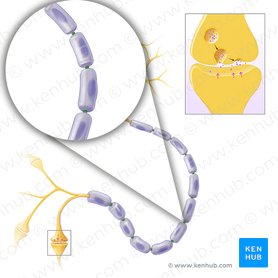 Node of Ranvier (Myelin sheath gap) (Nodus interruptionis myelini); Image: Paul Kim