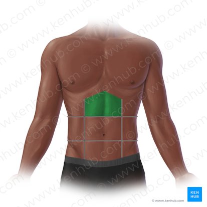 Epigastric region (Regio epigastrica); Image: Paul Kim